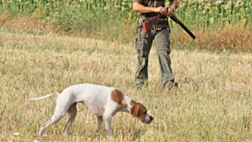 Απαγορεύεται η εκπαίδευση κυνηγετικών σκύλων