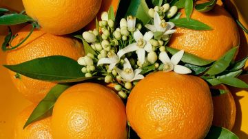 Με τον Λευτέρη Βαζαίο η γιορτή πορτοκαλιού στα Μάσαρι