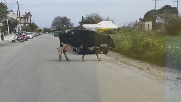 Και αγελάδες στους δρόμους της Ρόδου