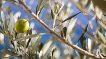 Συναγερμός στην ΕΕ για βακτήριο που ρημάζει ελαιώνες