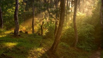 Καταδικάστηκε για καταπάτηση δασικής έκτασης
