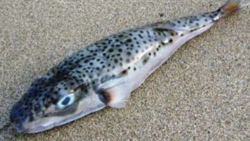 Η αντιμετώπιση της εξάπλωσης του λαγοκέφαλου πρέπει να τεθεί σε ευρωπαϊκό επίπεδο