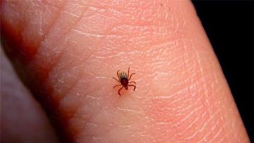 Ευρεία σύσκεψη στο ΚΕΕΛΠΝΟ μετά το θανατηφόρο περιστατικό  από τσίμπημα τσιμπουριού