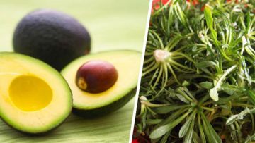 Διατροσόφια.... αβοκάντο και ραδίκια!