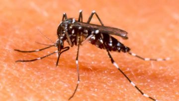 Διαγωνισμός για την  καταπολέμηση των κουνουπιών