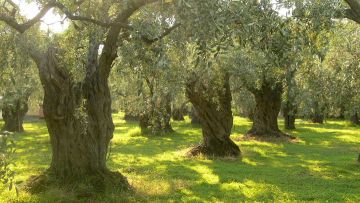 400 αιωνόβια ελαιόδεντρα στα Δωδεκάνησα και 49 στις Κυκλάδες
