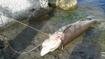 Αλιεύθηκε καρχαροειδές στην περιοχή της Καμείρου Σκάλας