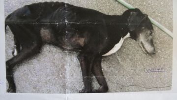 Αργοπεθαίνουν αβοήθητα τα σκυλιά στο Δημοτικό Κυνοκομείο