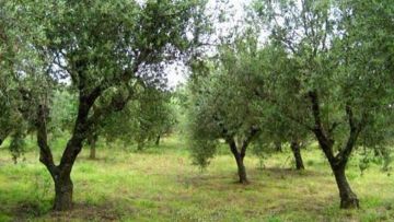 Πώς αντιμετωπίζεται ο ρυγχίτης στις ελιές