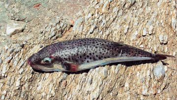 Ο λαγοκέφαλος απειλεί την αλιεία και το θαλάσσιο περιβάλλον
