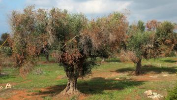 Ενημέρωση για το νέο εχθρό της ελιάς το βακτήριο Xylella fastidiosa
