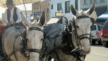 Άδεια κυκλοφορίας πρέπει να αποκτήσουν τα άλογα και τα μουλάρια!