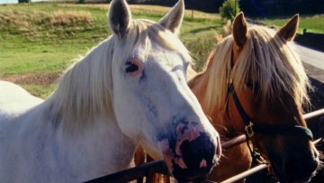 Τι λέει ο δήμαρχος Λέρου για τις άδειες κυκλοφορίας για άλογα και μουλάρια