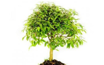 Ημερίδα για την εξοικονόμηση ενέργειας πραγματοποιήθηκε στη Ρόδο