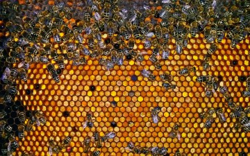 Άγνωστοι δράστες έκλεψαν κυψέλες μελισσών στις Καλυθιές