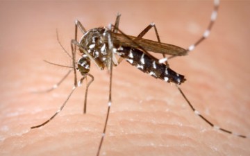 Γιατί τα κουνούπια τσιμπάνε μονίμως τους ίδιους ανθρώπους;