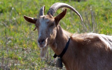 Όλη η οικογένεια στο εδώλιο  για τη «δολοφονία» ενός τράγου