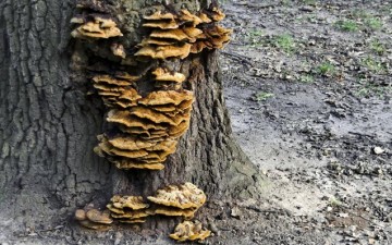 Τα μανιτάρια σύμμαχοι στο αδυνάτισμα