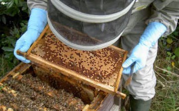 Εκπαιδεύσεις μελισσοκόμων σε Ρόδο και Σύμη