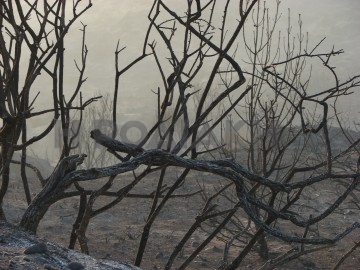 Έσβησε η φωτιά στ Απόλλωνα - χιλιάδες καμένα πεύκα ο θλιβερός απολογισμός 