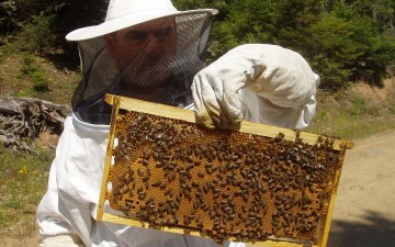 Λήγει η προθεσμία για τις αιτήσεις για την βελτίωση των προϊόντων μελισσοκομίας