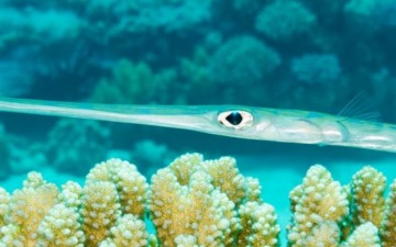 Τροπικά ψάρια κατακτούν τα νερά της Ρόδου