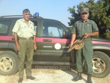 Στο "δόκανο" του δασαρχείου πιάστηκε 70χρονος Ροδίτης