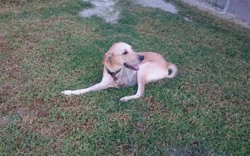 Η ιστορία ενός χαριτωμένου σκυλιού που χτυπήθηκε από αμάξι και η έκκληση για βοήθεια