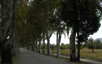 Άρρωστοι οι ευκάλυπτοι στα Κολύμπια