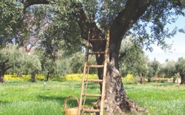 Έναρξη δολωματικών ψεκασμών δακοκτονίας στη Ρόδο