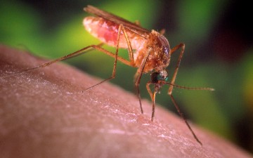 Σε εξέλιξη το πρόγραμμα  για καταπολέμηση των κουνουπιών