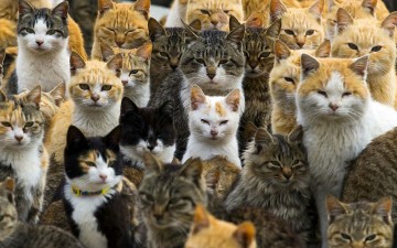 Χιλιάδες υπογραφές για να μην  καταργηθεί το γατόσπιτο της Ρόδου