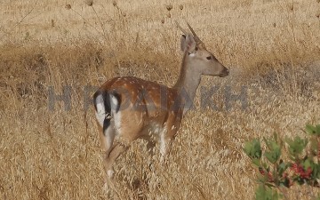 Βίντεο: Συγκλονιστικές εικόνες με τραυματισμένο ελάφι στο Ασκληπειό