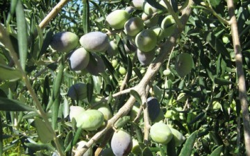  Mέχρι τις 23 Οκτωβρίου οι ψεκασμοί στις ελιές