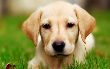 Γερμανίδα κτηνίατρος θέλει να έρθει στη Ρόδο για την στείρωση αδέσποτων