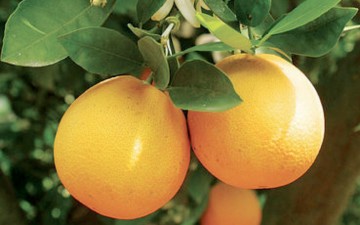 Δαπάνες για την προβολή και προώθηση  των αγροτικών προϊόντων της Δωδεκανήσου