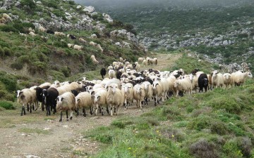 Τελεσίγραφο στους βοσκούς από τον έπαρχο Καρπάθου