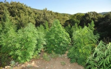 Συνελήφθη 30χρονος στην Παστίδα με 7 χασισόδεντρα, ζυγαριές ακριβείας και αεροβόλο όπλο