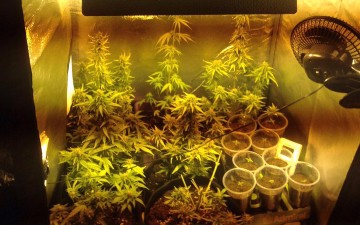 Συνελήφθη 27χρονος  για υδροπονική καλλιέργεια δενδρυλλίων  κάνναβης στη Λάρδο