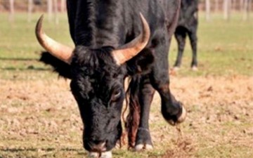 Ο ταύρος της Μαρίας