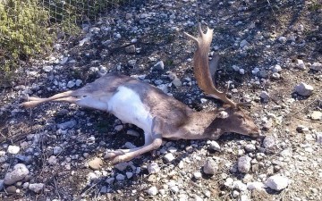 Μαρτυρικό θάνατο σε περίφραξη βρήκε ένα ακόμη ελάφι της Ρόδου