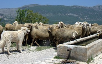 Έμειναν εκτός νησιά Αιγαίου και κοπάδια με οζώδη από τις επιδοτήσεις του ΟΠΕΚΕΠΕ