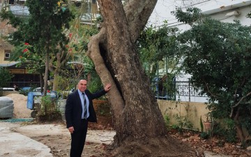 Ο πλάτανος  δεν πρέπει να κοπεί