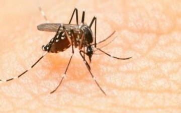 ΚΕΕΛΠΝΟ: Ταξιδιωτική οδηγία για τον ιό Zika