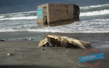 Νεκρή καρέτα καρέτα ξεβράστηκε στην παραλία