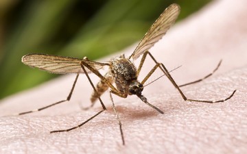 Οι ψεκασμοί για τα κουνούπια μήπως πρέπει να γίνουν πιο γρήγορα;
