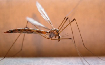 Τα κουνούπια είναι ο μεγαλύτερος εχθρός του ανθρώπου