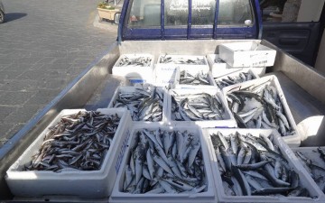 Ρόδος: 600 κιλά ψάρια μοιράστηκαν στον Άγιο Παντελεήμονα, προσφορά του Καπετάν Τσετίν Καραοσμάν