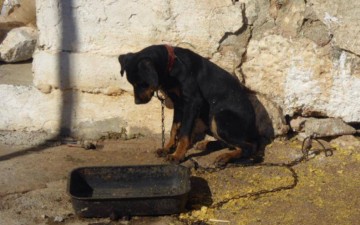 Δικογραφία σε βάρος 41χρονου στην Κάρπαθο για κακοποίηση ζώων