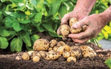 Ξεκίνησαν οι αιτήσεις για την στρεμματική ενίσχυση των καλλιεργητών εαρινής πατάτας 
